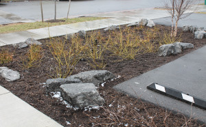 A rain garden on Massachusetts Avenue in Buffalo that absorbs runoff so it doesn't enter the city stormwater system. 