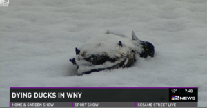 Old man winter killed thousands of ducks like this one. f(Credit WGRZ)
