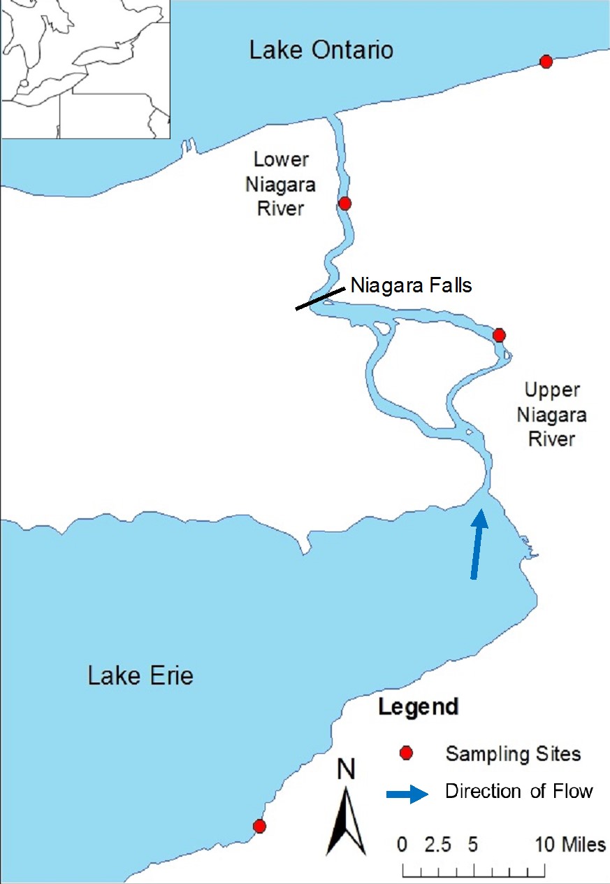 Какие два озера соединяет река ниагара
